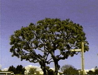 gnurled-tree-palos-verdes.jpg (51131 bytes)
